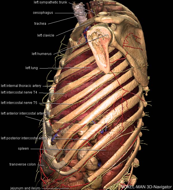 Thorax Human Anatomy Anatomical Charts Posters