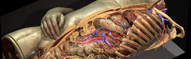 serial number visible body 3d human anatomy